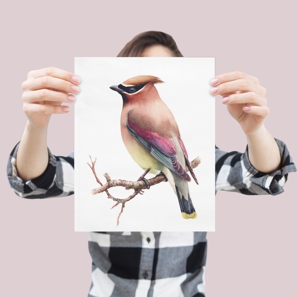 Watercolor Cedar Waxwing Bird Portrait Wall Art Print, Unframed - Vibrant Nature - Picture 4 of 7